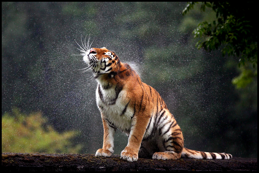  " I thought they said the sun was here to stay?" A brisk summer shower descends upon Soundari the Amur tiger at Longleat, Wiltshire. Published in the Western Morning News.