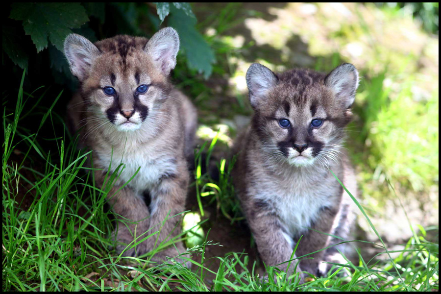 Puma cubs are introduced to the world at Exmoor Zoo: Published in The Telegraph.