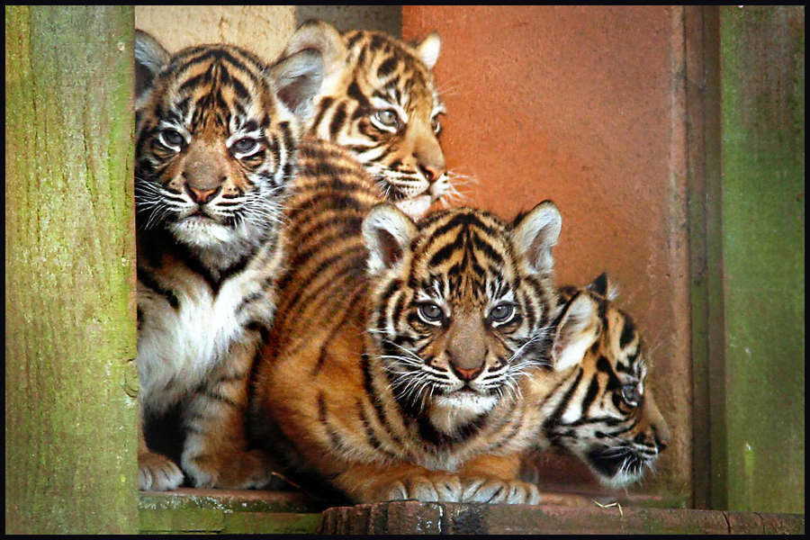 Four Rare Sumatran tiger cubs make their first appearance at Paignton Zoo in Devon. Published in Mirror, Telegraph, Guardian, Times, Mail & Express