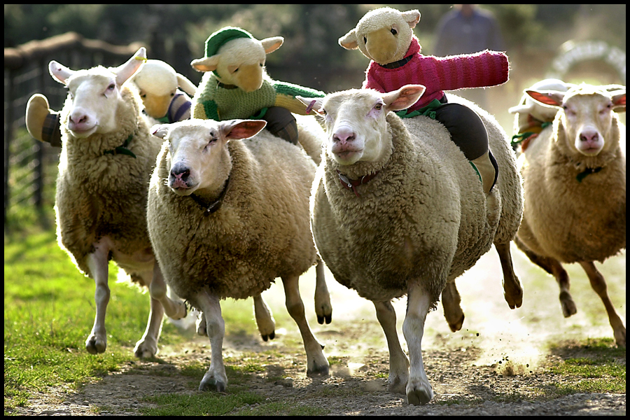 Action from the Grand National race held at the Big Sheep, Nr Barnstaple, Devon.